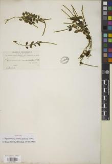 Type specimen at Edinburgh (E). Bang, Miguel: 331A. Barcode: E00875881.
