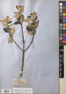 Type specimen at Edinburgh (E). Gardner, George: 4601. Barcode: E00878435.