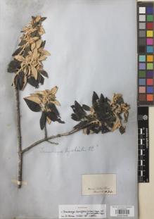 Type specimen at Edinburgh (E). Martius, Carl: 930. Barcode: E00878436.