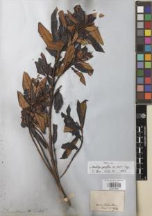Type specimen at Edinburgh (E). Martius, Carl: 931. Barcode: E00878461.