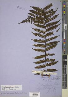 Type specimen at Edinburgh (E). Spruce, Richard: 4723. Barcode: E00879405.