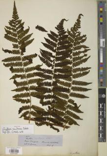 Type specimen at Edinburgh (E). Spruce, Richard: 4723. Barcode: E00879406.
