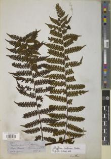 Type specimen at Edinburgh (E). Spruce, Richard: 4723. Barcode: E00879407.