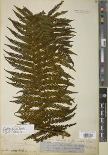 Type specimen at Edinburgh (E). Spruce, Richard: 4729. Barcode: E00879408.