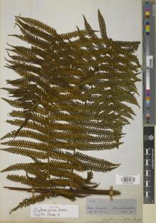 Type specimen at Edinburgh (E). Spruce, Richard: 4729. Barcode: E00879409.