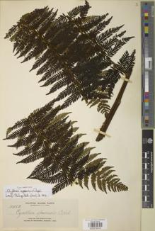 Type specimen at Edinburgh (E). Elmer, Adolph: 114482. Barcode: E00879410.