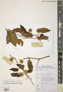 Type specimen at Edinburgh (E). Kiew, Ruth: RK 5057. Barcode: E00879797.