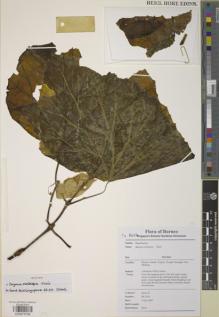 Type specimen at Edinburgh (E). Kiew, Ruth: RK 5011. Barcode: E00879798.