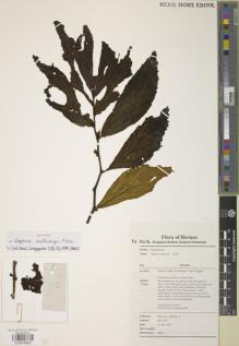 Type specimen at Edinburgh (E). Kiew, Ruth: RK 4352. Barcode: E00879805.