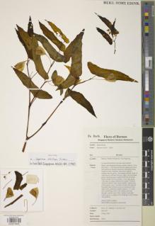 Type specimen at Edinburgh (E). Kiew, Ruth: RK 4327. Barcode: E00879806.