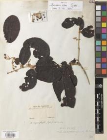 Type specimen at Edinburgh (E). Sellow, Friedrich: . Barcode: E00880015.