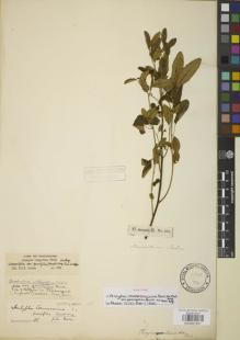 Type specimen at Edinburgh (E). Sieber, Franz(e): 369. Barcode: E00881301.