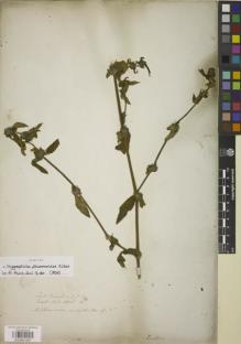 Type specimen at Edinburgh (E). Wallich, Nathaniel: 2376B. Barcode: E00881587.