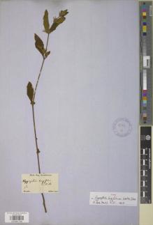 Type specimen at Edinburgh (E). Sellow, Friedrich: . Barcode: E00881789.