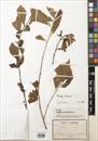 Turraea virens — ảnh 3
