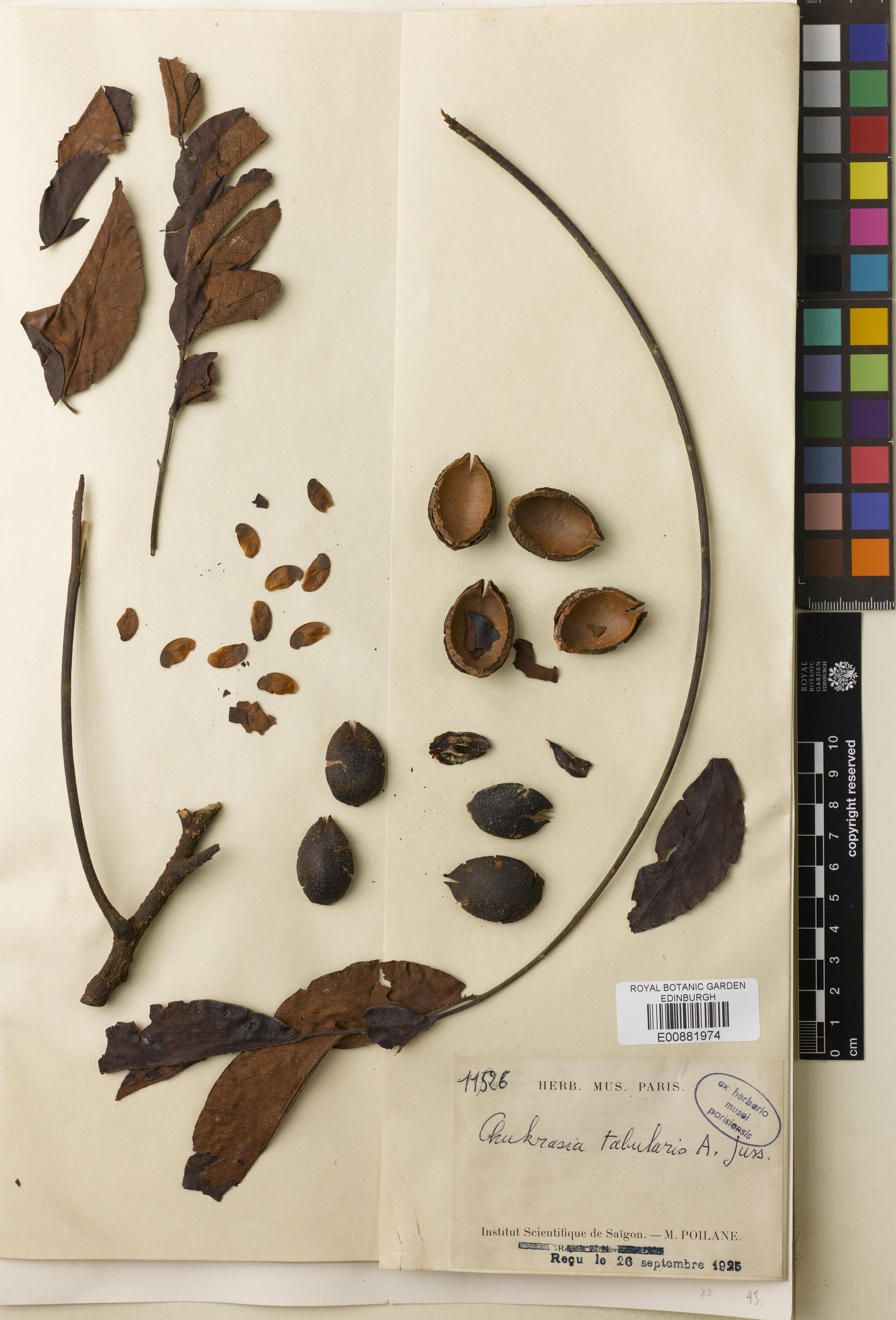 Chukrasia tabularis — ảnh 3