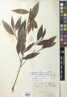 Type specimen at Edinburgh (E). Glaziou, Auguste: 7533. Barcode: E00883149.