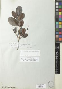 Type specimen at Edinburgh (E). Spruce, Richard: 3251. Barcode: E00883235.