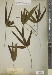 Type specimen at Edinburgh (E). Spruce, Richard: . Barcode: E00883734.