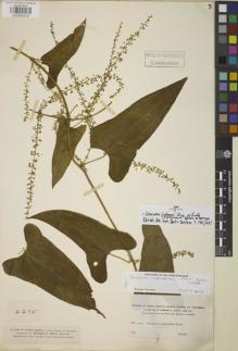 Type specimen at Edinburgh (E). Smith, Herbert: 2295. Barcode: E00885418.