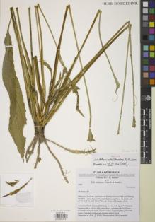 Type specimen at Edinburgh (E). Poulsen, Axel; Mathisen, H.; Vilma, B.; Jinaidi, L.: 2943. Barcode: E00885419.