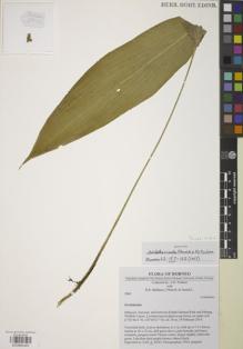 Type specimen at Edinburgh (E). Poulsen, Axel; Mathisen, H.; Vilma, B.; Jinaidi, L.: 2943. Barcode: E00885420.
