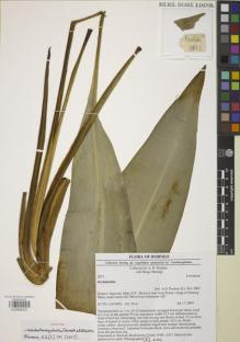 Type specimen at Edinburgh (E). Poulsen, Axel; Mutang, Biogo: 2073. Barcode: E00885421.