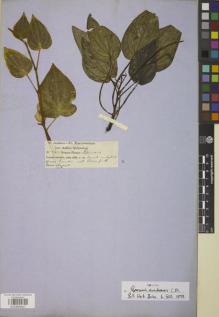 Type specimen at Edinburgh (E). Jameson, William: 543. Barcode: E00885427.