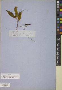 Type specimen at Edinburgh (E). Spruce, Richard: 4094. Barcode: E00885428.