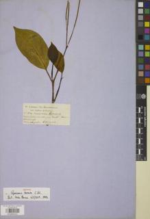 Type specimen at Edinburgh (E). Jameson, William: . Barcode: E00885431.