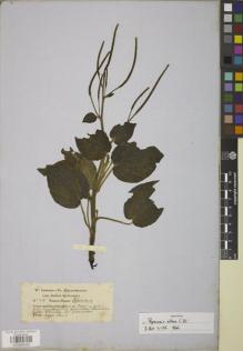 Type specimen at Edinburgh (E). Jameson, William: 24. Barcode: E00885433.