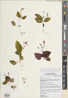 Type specimen at Edinburgh (E). Moonlight, Peter; Daza, Aniceto: 197. Barcode: E00885503.