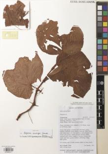 Type specimen at Edinburgh (E). Sands, Martin; Kaya, Awong: 5568. Barcode: E00885911.