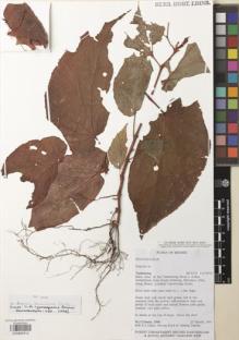 Type specimen at Edinburgh (E). Sands, Martin; Johns, R.; Kaya, Awong; Daman, Liming: 5566. Barcode: E00885912.