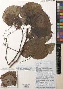 Type specimen at Edinburgh (E). Sands, Martin; Johns, R.; Nankat, Niga; Kalat, Ariffin; Kaya, Awong; Bayerova, S.: 5700. Barcode: E00885941.