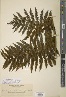 Type specimen at Edinburgh (E). Elmer, Adolph: 9742. Barcode: E00888001.