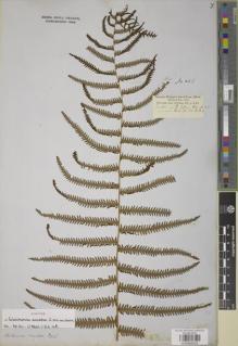 Type specimen at Edinburgh (E). Cuming, Hugh: 265. Barcode: E00888005.