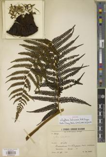 Type specimen at Edinburgh (E). Steinbach, José: 9512. Barcode: E00888008.