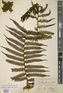Type specimen at Edinburgh (E). Lindig, A.: 196. Barcode: E00888009.