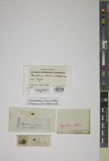 Type specimen at Edinburgh (E). Delile, Alire: . Barcode: E00888239.