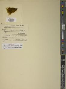 Type specimen at Edinburgh (E). Handel-Mazzetti, Heinrich: 2332. Barcode: E00888443.