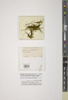 Type specimen at Edinburgh (E). Weir, J.: 343. Barcode: E00888540.