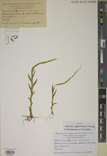 Type specimen at Edinburgh (E). Clemens, Joseph: 102. Barcode: E00888661.