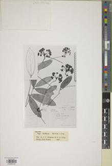Type specimen at Edinburgh (E). Ludlow, Frank; Sherriff, George; Hicks, J.: 18506. Barcode: E00889142.
