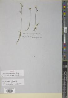 Type specimen at Edinburgh (E). Hartweg, Karl: 183. Barcode: E00889823.