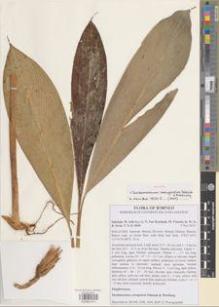 Type specimen at Edinburgh (E). Salasiah, M.; Ivy, G.; Nur Karimah, M.; Vincent, K.; Alvin, T.: 0040. Barcode: E00891471.
