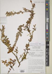 Type specimen at Edinburgh (E). Sands, Martin; Pattison, G.; Wood, Jeffrey: 2432. Barcode: E00891483.