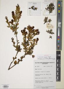 Type specimen at Edinburgh (E). Argent, George; Tanjung, R.: 92390. Barcode: E00891485.