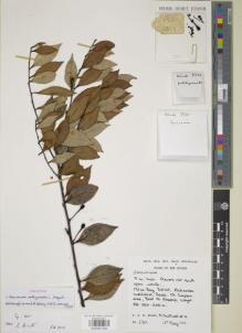 Type specimen at Edinburgh (E). Woods, Patrick; Cruttwell, Norman: 2301. Barcode: E00891490.