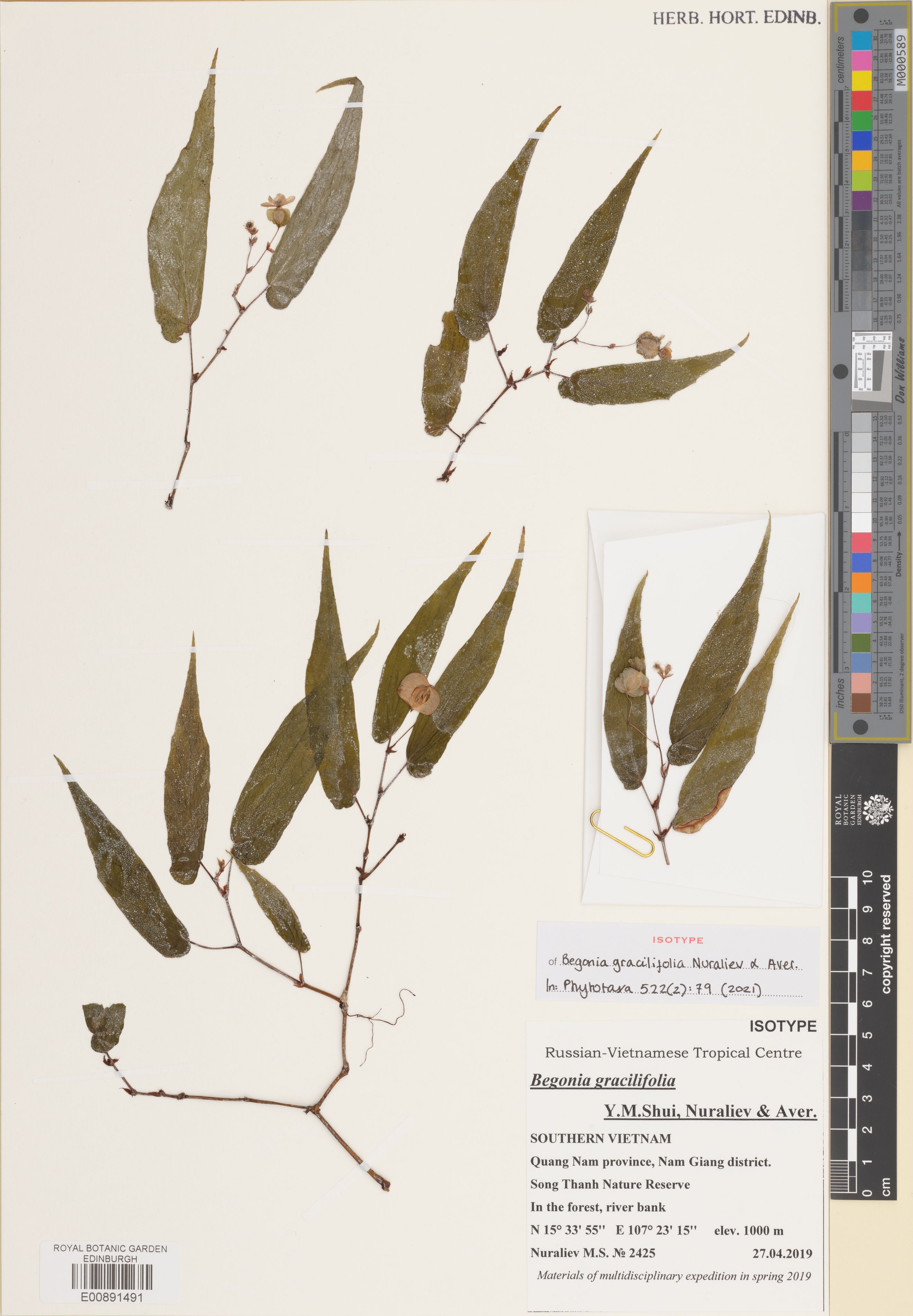 Begonia gracilifolia — ảnh 3